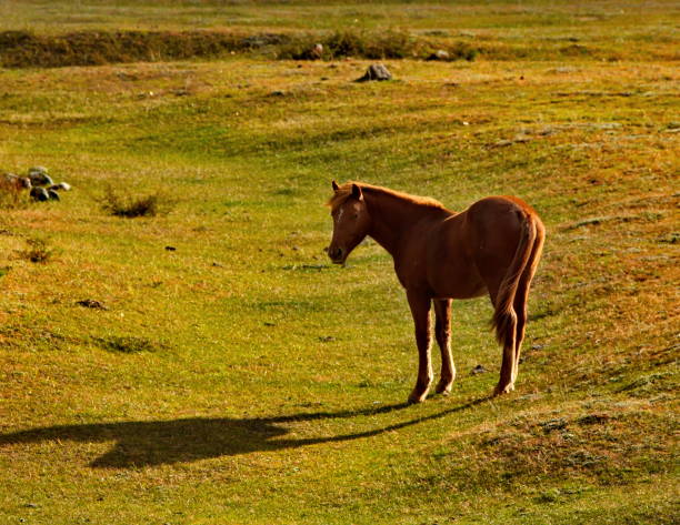 istock Horses in the contour light 1293446721
