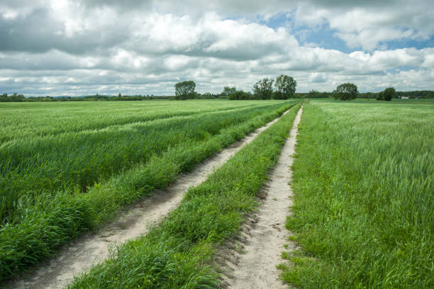 istock Country road through green fields with grain 1293447093