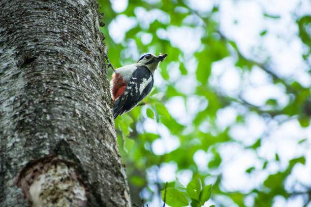 A woodpecker with an insect in its beak on a tree, spring day