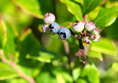 Ripened and unripened cultivated blueberries on a shrub in the summer in Watertown Connecticut.