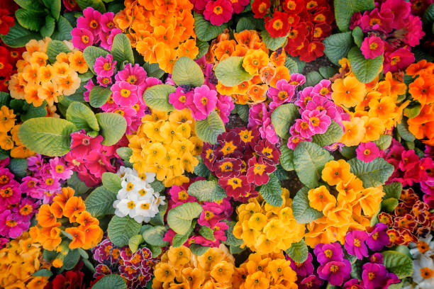 Top view of colorful blooming primrose stock photo brightly colored Primula in sunlights perennial photos stock pictures, royalty-free photos & images