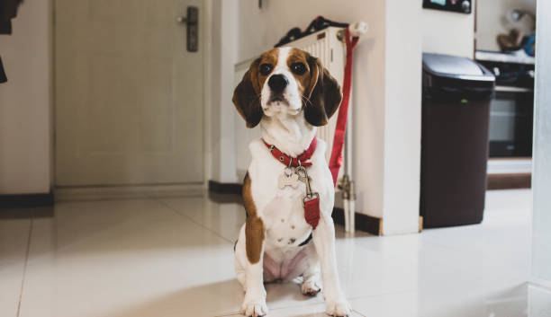 istock Beagle dog looking at camera in home interior 1293449107