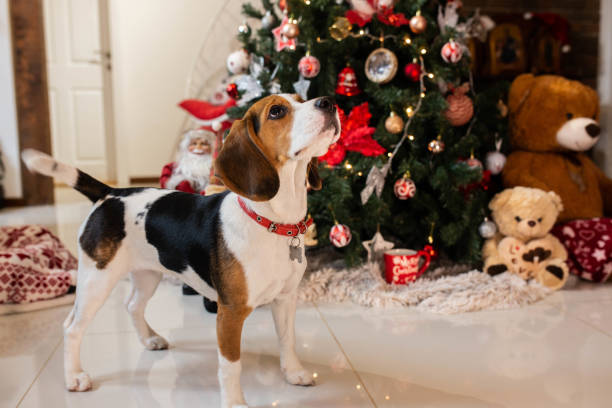 istock Beagle dog in front of Christmas tree for New Year 1293449119