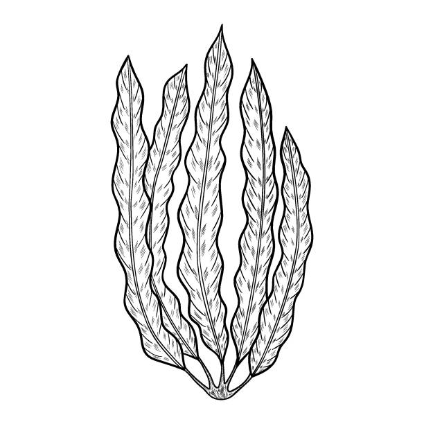 ilustrações, clipart, desenhos animados e ícones de laminaria meu - spirulina bacterium seaweed food clipping path