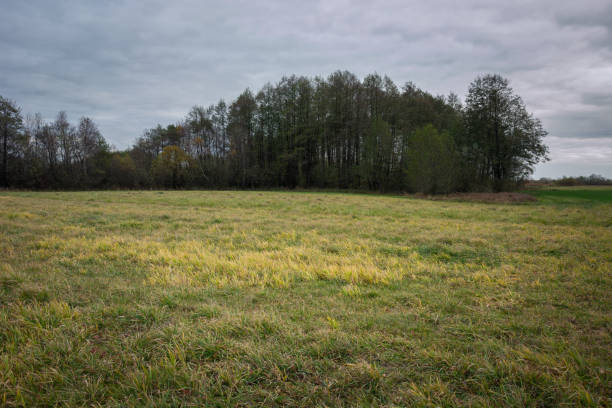 istock A meadow in front of a forest and a cloudy sky 1293449253