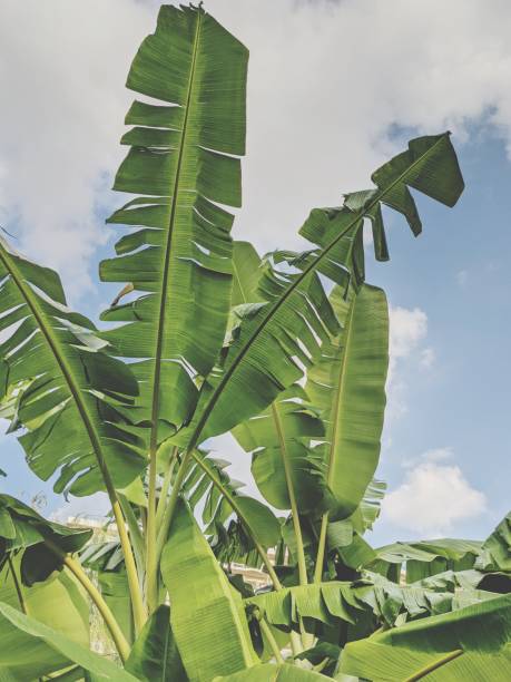istock Tropical image of the banana trees. 1293449321