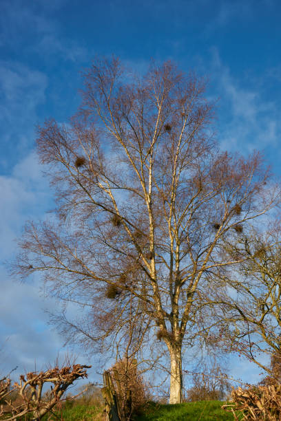 istock Winter in the Cotswolds 1293449553