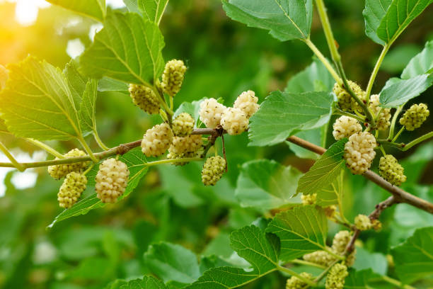 istock wild white mulberries with tree branches and green leaves, also known as Morus tree, organic healthy food. copyspace 1293450749