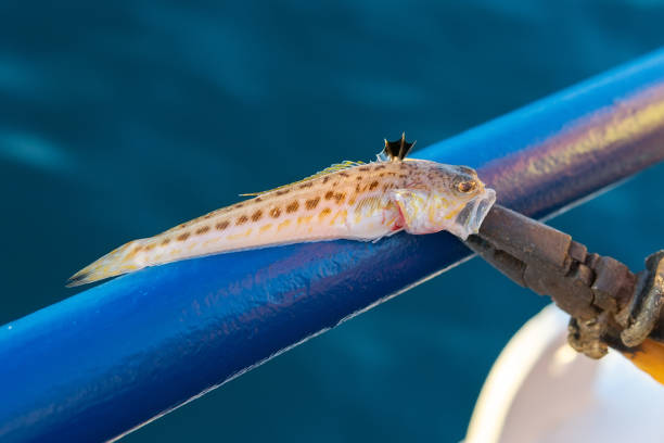 Sea Dragon Trachinus draco dangerous fish of the black sea. selective focus Sea dragon, or a large sea scorpion. Trachinus draco. The sea dragon is the most dangerous poisonous fish in Europe seadragons photos stock pictures, royalty-free photos & images