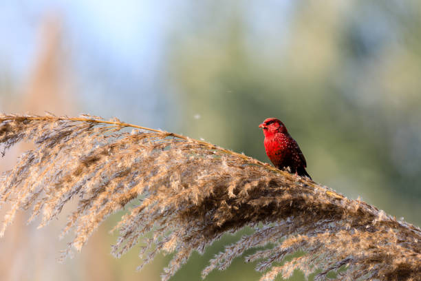 istock Red Avadavat in the sun 1293451643