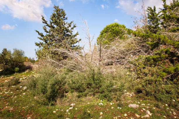 A large  dry tree is found in a forest on a mountain side in northern Israel