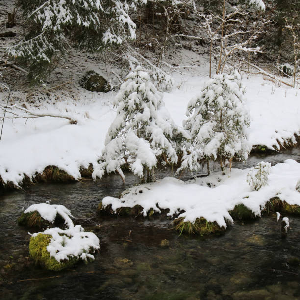 la neve copriva piccoli alberi e torrente. - bernese oberland gstaad winter snow foto e immagini stock