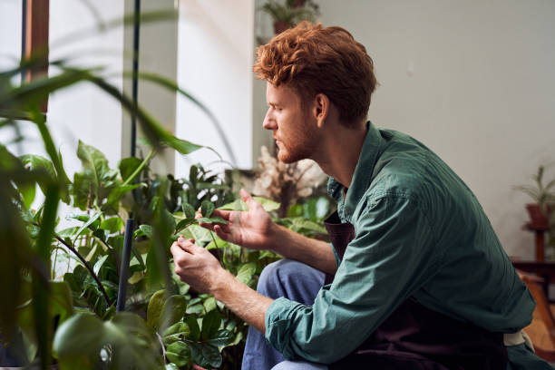 istock Florist taking care about cactuses 1293454690