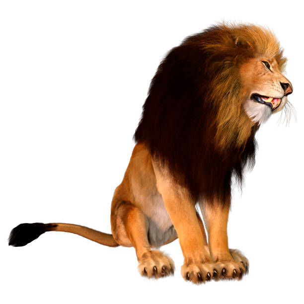 istock 3D illustration male lion on white 1293454978