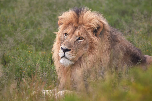 Big male lion in Mountain Zebra National Park stock photo