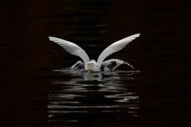 istock A black-headed gull (Chroicocephalus ridibundus) touching down in a lake. 1293456064