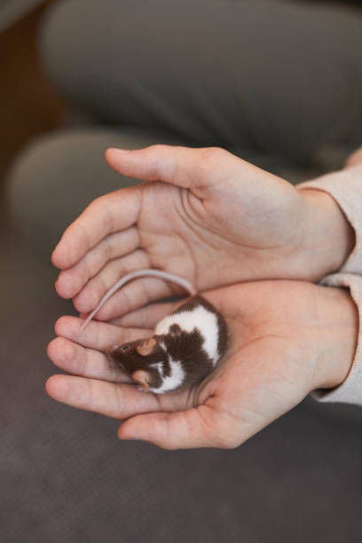 Child Holding Mouse Pet Top view closeup of childs hands holding cute little mouse, rodent pet background, copy space baby mice stock pictures, royalty-free photos & images