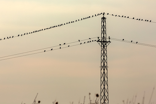 Pigeons on the wires