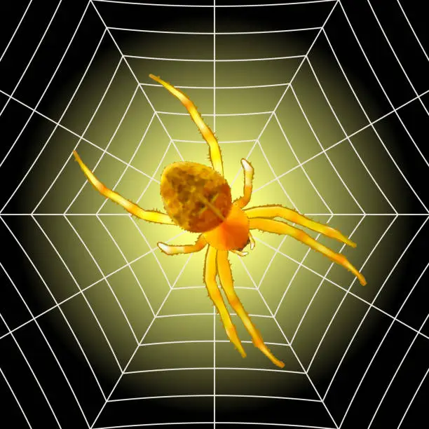 Vector illustration of Scary spider sits on a web isolated on black-yellow background.Vector illustration.