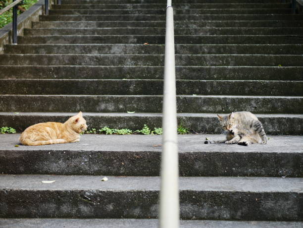 istock Cats facing each other with a handrail in between 1293458308