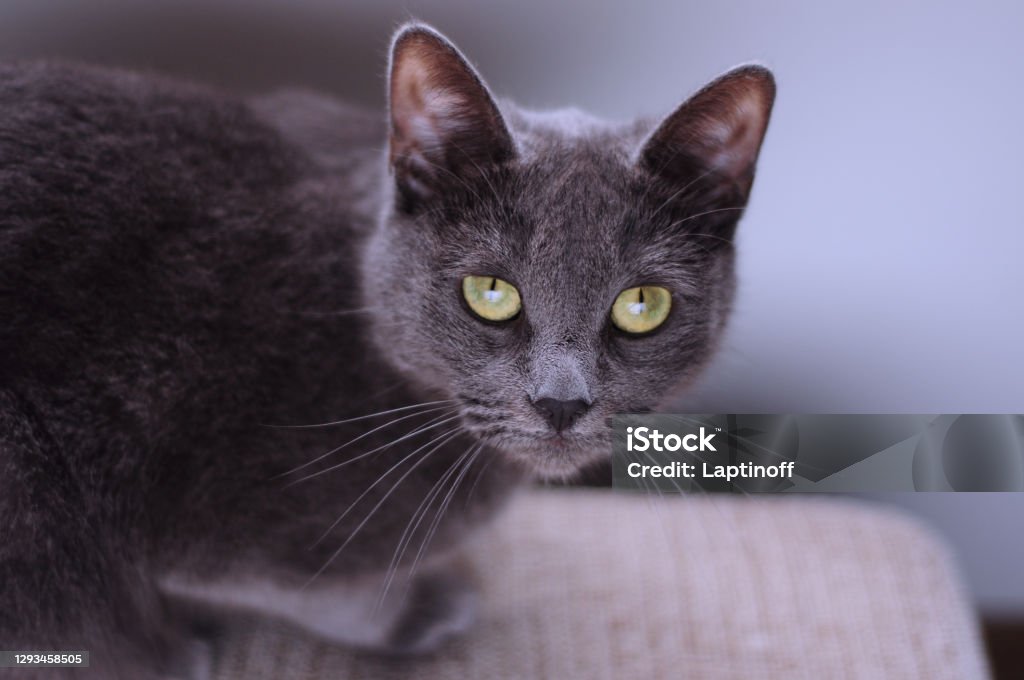 러시아 블루 품종 고양이 품종의 초상화 러시안블루캣에 대한 스톡 사진 및 기타 이미지 - 러시안블루캣, 0명, 가축 - Istock