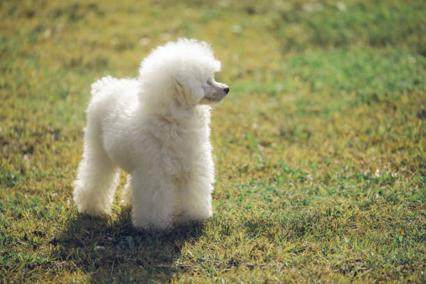 istock White toy poodle on grass at sunset 1293458771