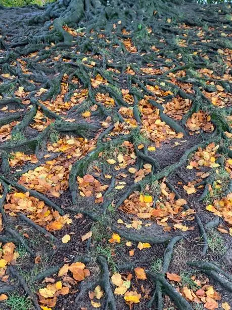 Ancient tree roots