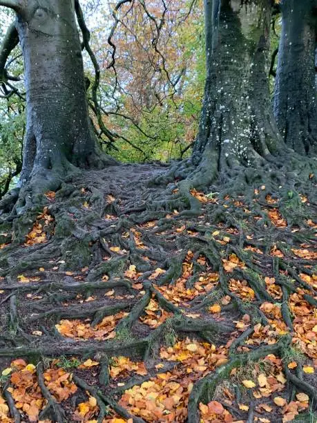 Avebury tree roots