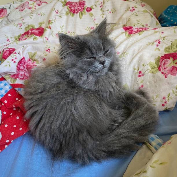 istock Persian kitten resting in human bed. 1293460833