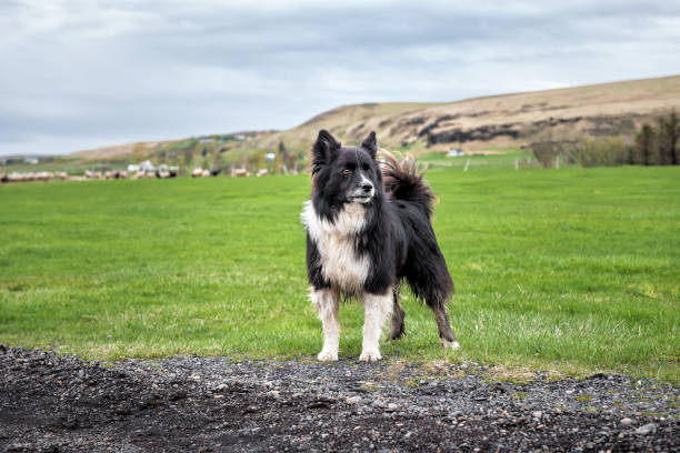 portrait of cute black and white dog on green grass