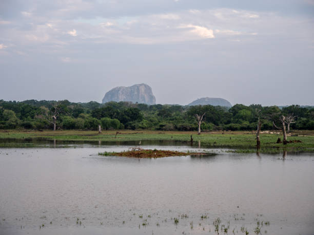 istock Wild area in Yala national park, Sri Lanka 1293461338