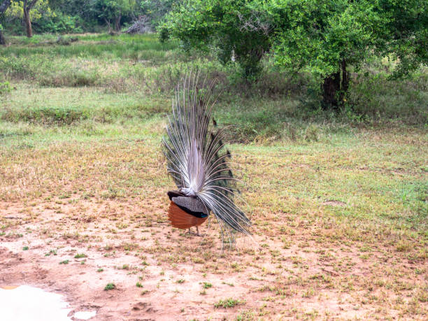 istock Peacock showing feathers in Sri Lanka 1293461402