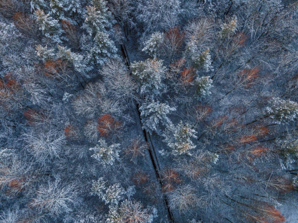 istock winter forest sunset view from drone snow on the treetops 1293461413