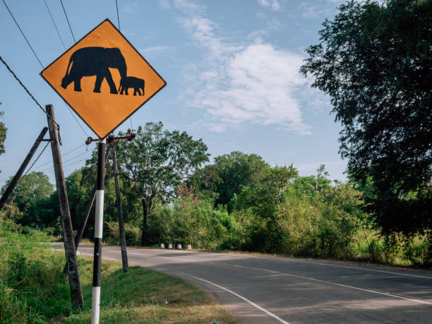 Elephant crossing sign in Sri Lanka