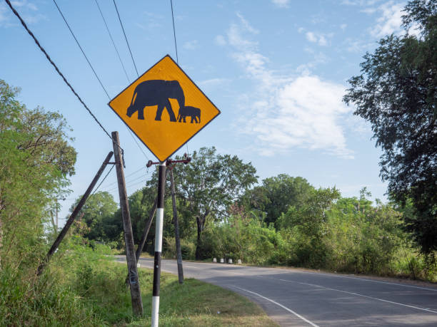 istock Elephant crossing sign in Sri Lanka 1293462565