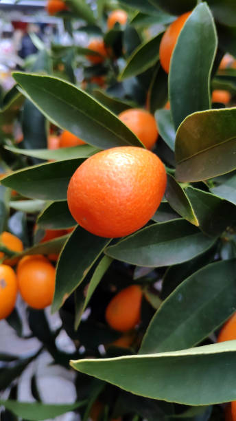 istock juicy orange kumquat 1293462731