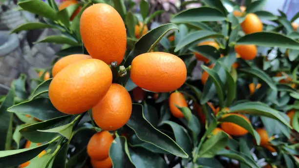 juicy orange kumquat on a tree branch, horizontal image with soft focus
