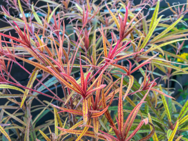 istock Young red leaves of Terminalia Bentzoe 1293462855