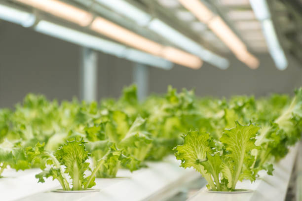 istock Experiment for growing Frillice Iceberg Lettuce in hydroponics indoors. 1293463901