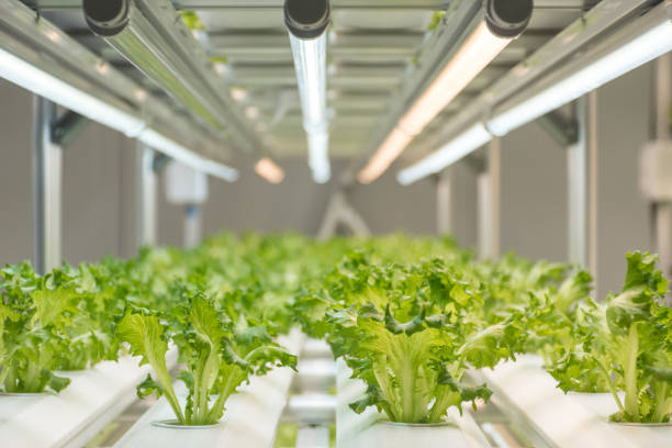 istock Experiment for growing Frillice Iceberg Lettuce in hydroponics indoors. 1293463915