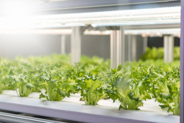 istock Experiment for growing Frillice Iceberg Lettuce in hydroponics indoors. 1293463932