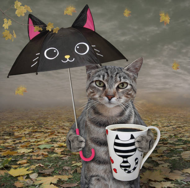 istock Cat gray with coffee under umbrella 2 1293464533