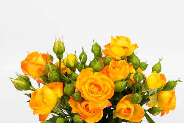 istock Beautifull orange roses isolated on white background. Copy space 1293466608