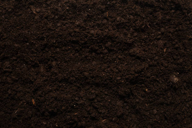 istock Black land for plant background. 1293466679