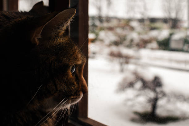 istock A tabby cat looking through window at the snow on the street. Copy space. 1293466855