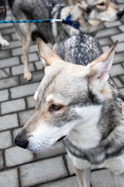Czechoslovakian Wolfdog headshot up close on Street in Prague Europe. The Czech Republic