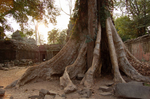 tree on the territory of the Angkor Wat complex