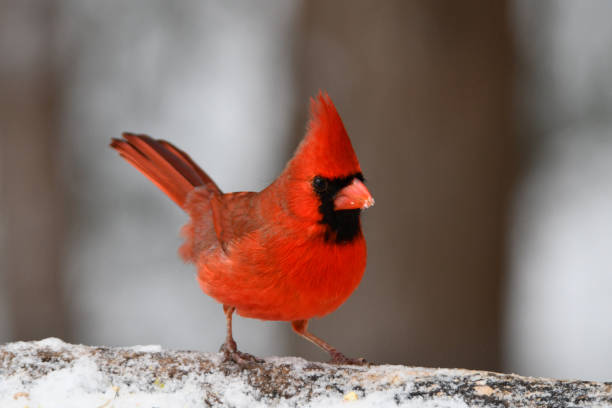 istock Northern Cardinal male bird 1293467821