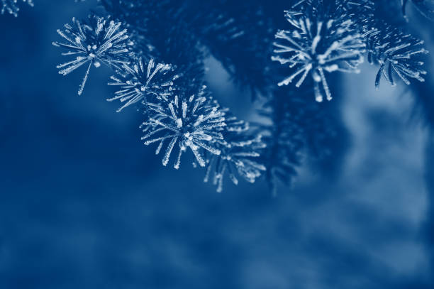 istock Background winter with snow-covered pine branch blue. Christmas texture greeting card with place for your text 1293467863