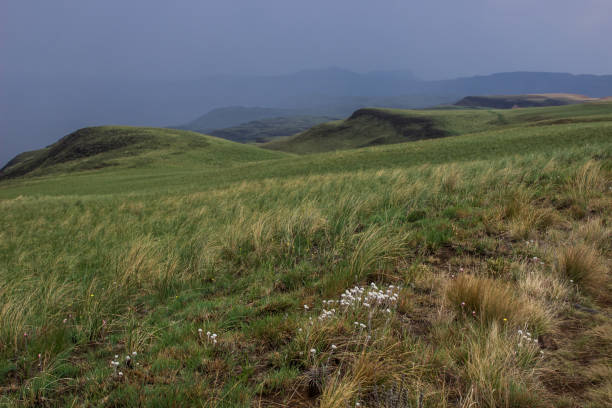 In a Spring Drakensberg mountains Rainstorm White wild flower in the Afromontane Grassland of the Drakensberg of South Africa after a thunderstorm drakensberg flower mountain south africa stock pictures, royalty-free photos & images